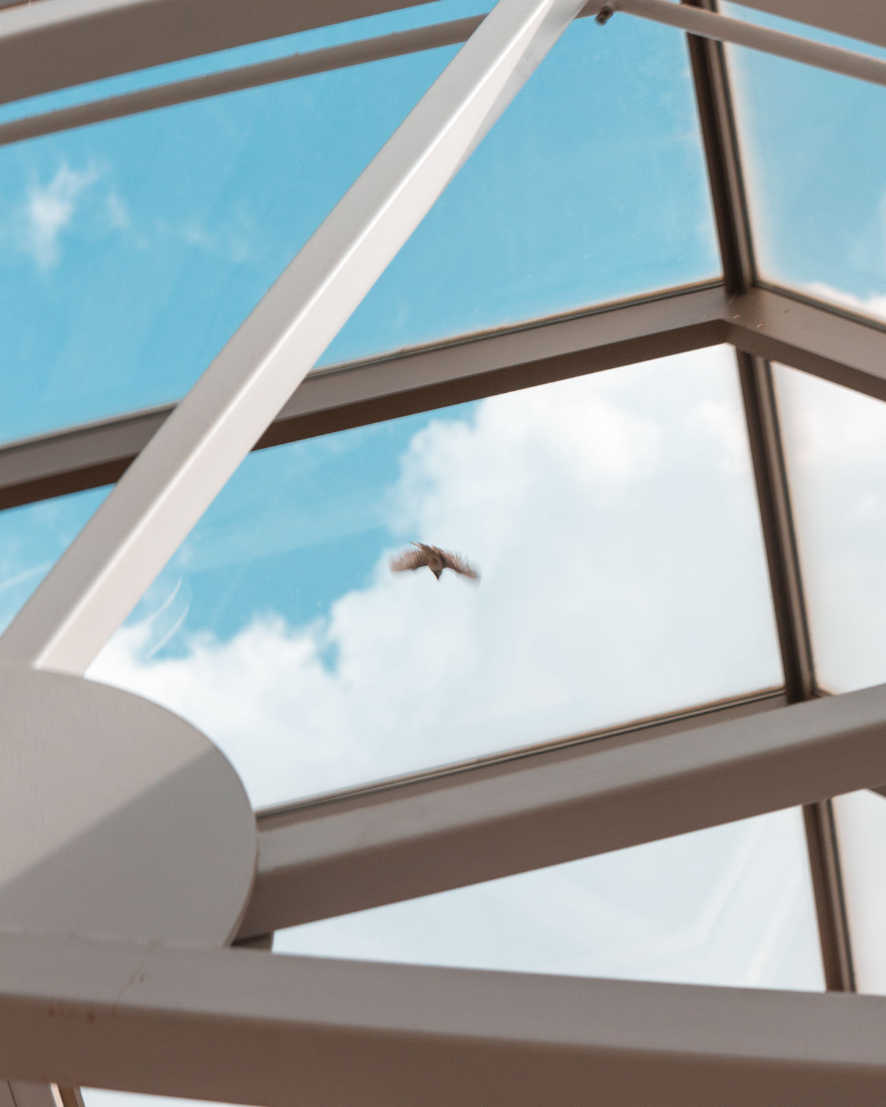 UCC Bird 2